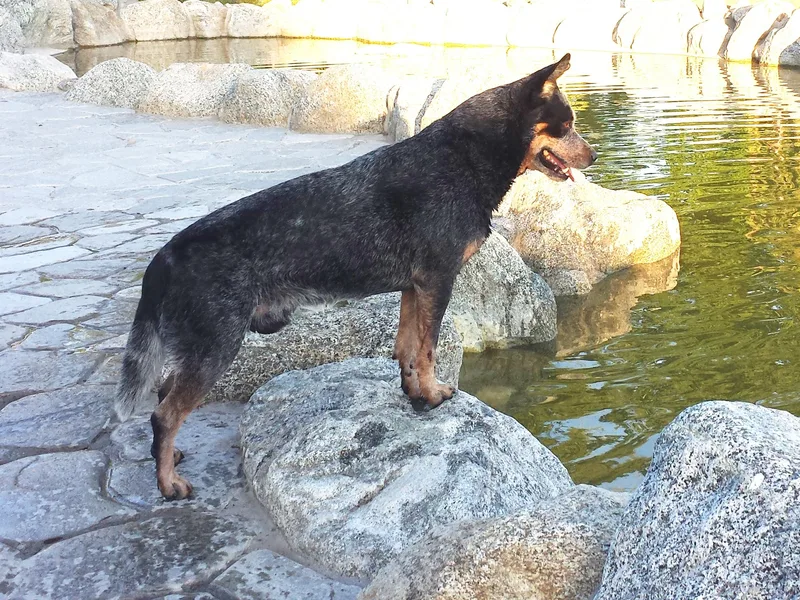 DCR Working ACDs &amp; Kelpies