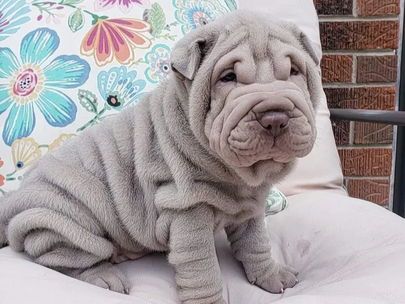 DCSHARPEI