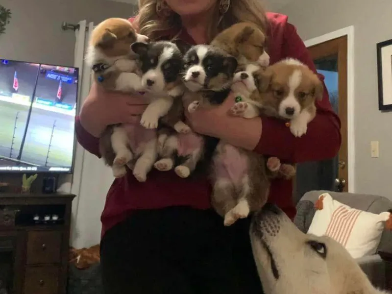 DD Kennels photo 1