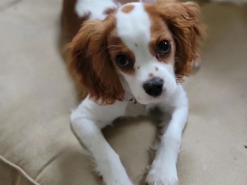 DD’s Adorable Cavaliers