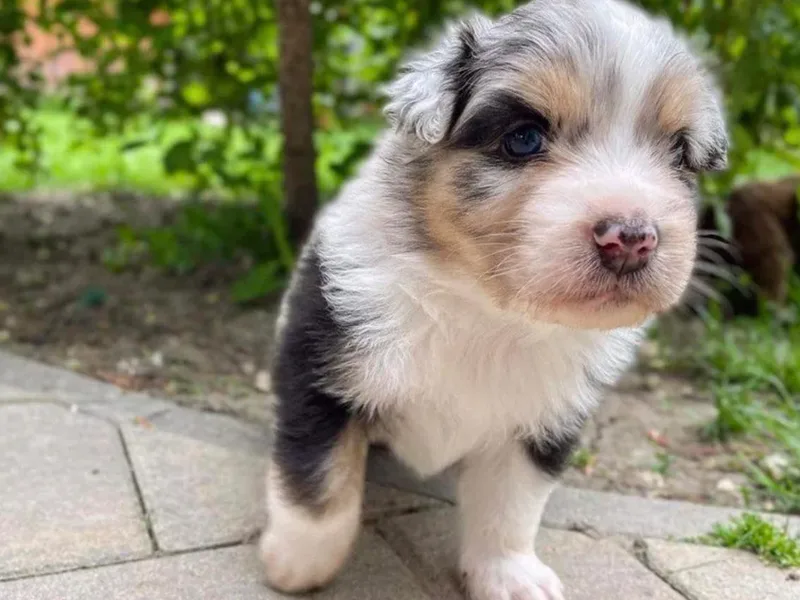 DD's Fur Babies  farm
