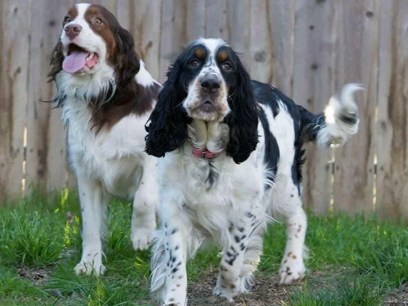 DDGM English Springer Spaniels