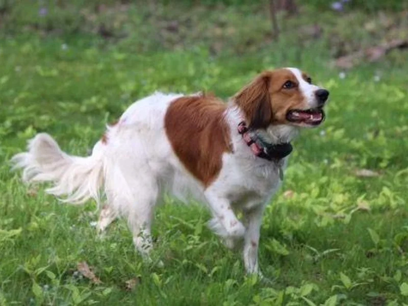 de Hemert Kooikers photo 1