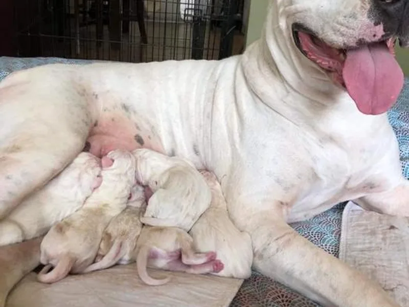De La Citra Dogo Argentino