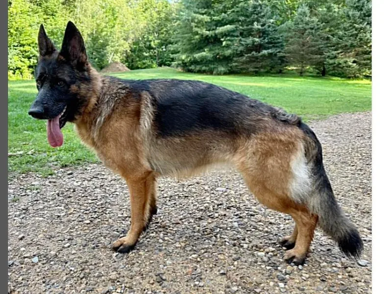 De La Paz German Shepherds