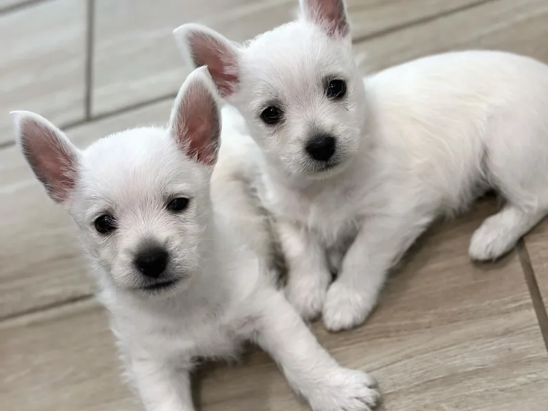 De Leon Westies