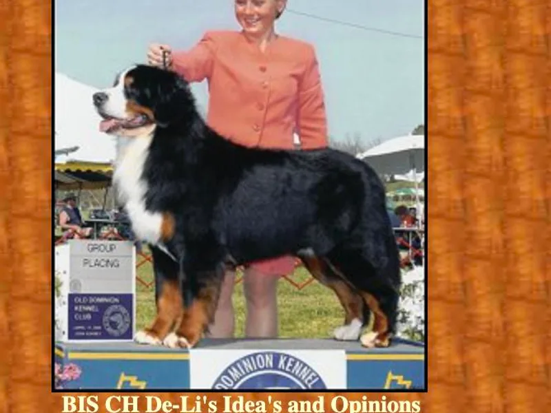 De-Li’s Bernese Mt Dogs