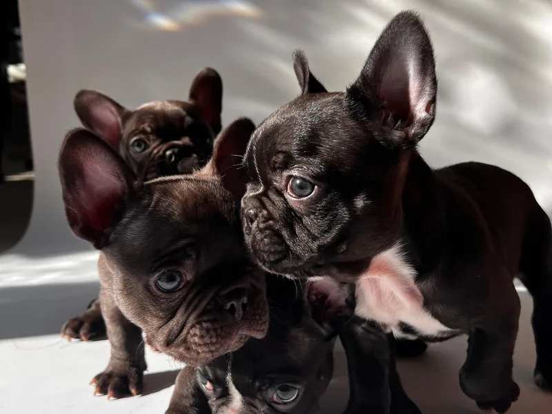 De Los Angeles Breeding