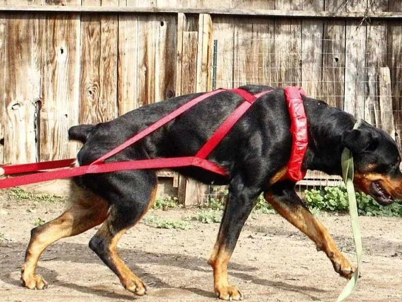 De Los Rios Rottweilers photo 1