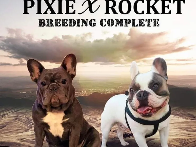 De Lux Frenchies