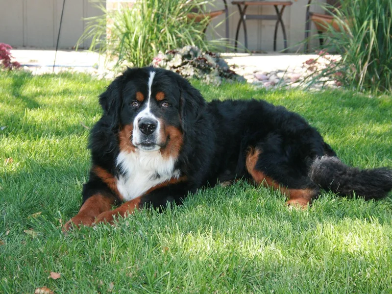 de Wit Family Bernese