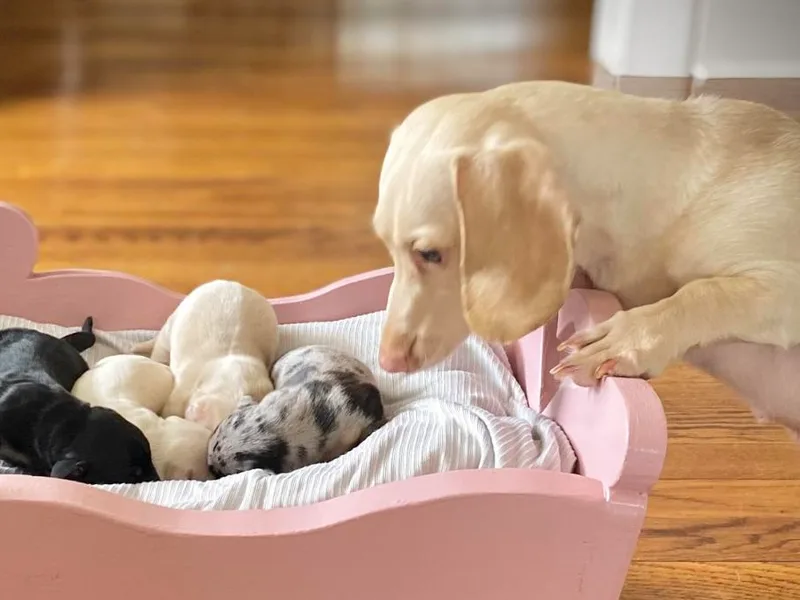 Deal’s Doxies