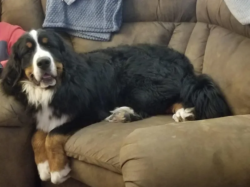 DeAm Bernese