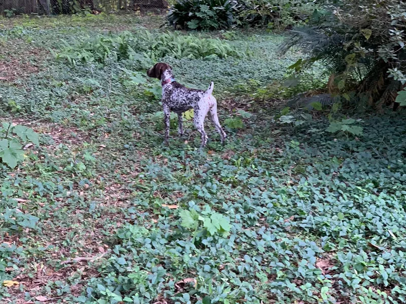 Dean Pasko's German Shorthaired Pointers