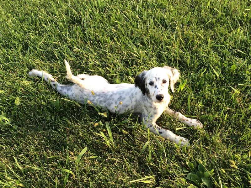 Dean Reinke's English Springer Spaniel