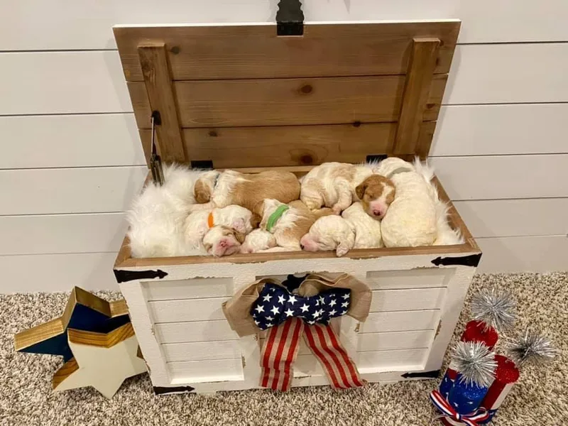 Dean’s Doodles &amp; Poodles