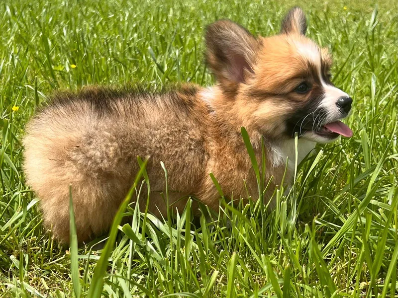 Dean’s Rustic Ranch Corgis and Horses