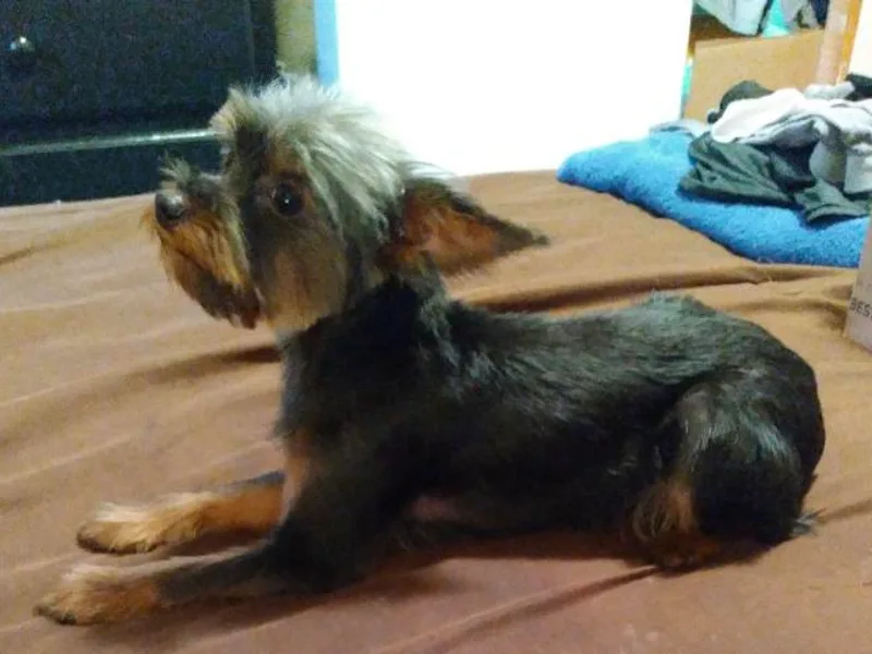Dean's Yorkies