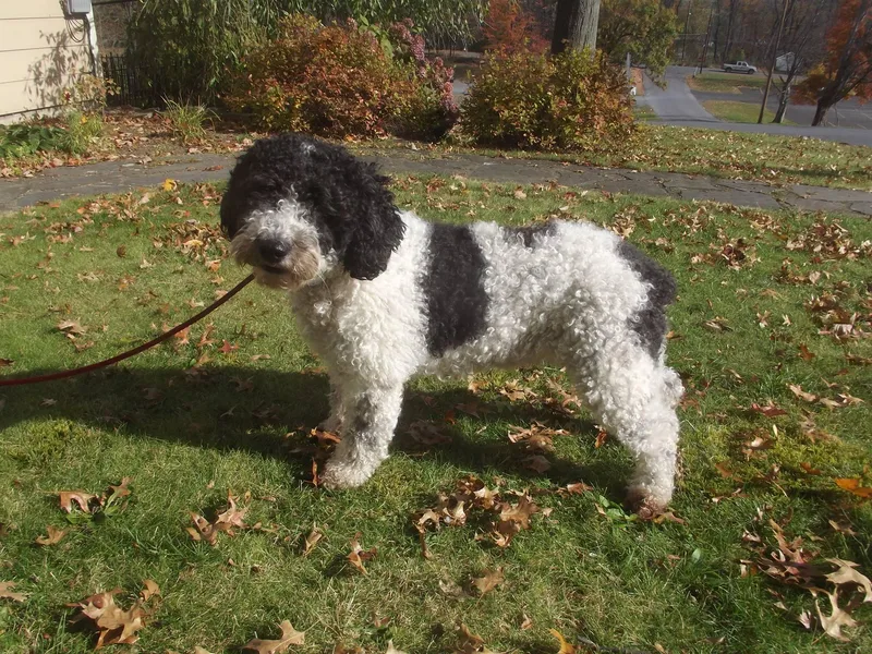 DeAngelo Spanish Water Dogs photo 1