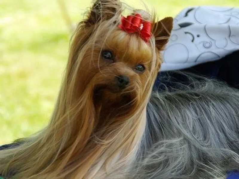 Dearinger San Diego Yorkies