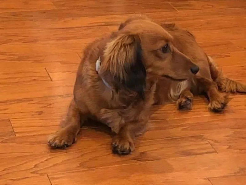 Deaton’s Doxies