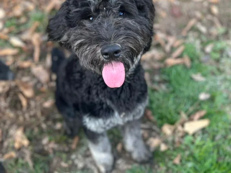 Deaton's Oodles of Doodles &amp; Poodles