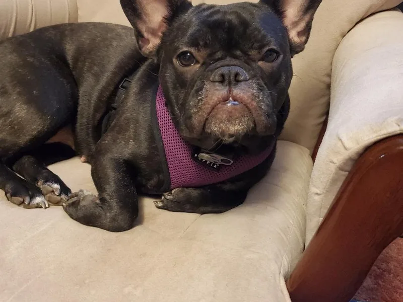 Deb Allender's French Bulldogs