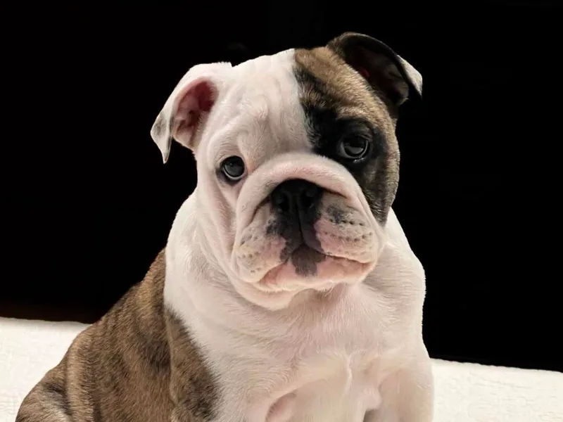 Deb Dixon's Bulldogs