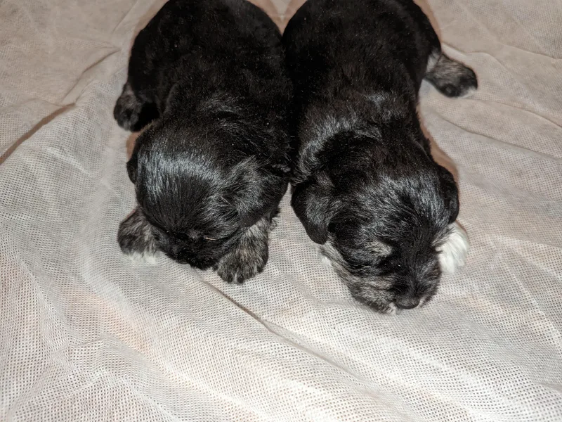 Deb Remlinger's Miniature Schnauzers