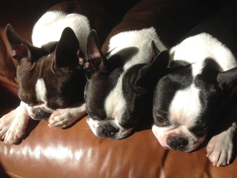 Deb's Bouncing Bostons