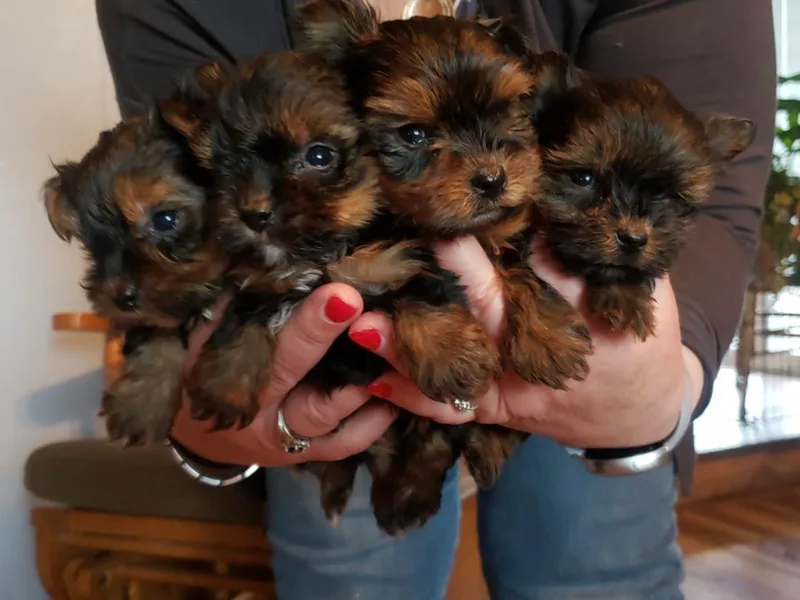 Deb's Yorkies