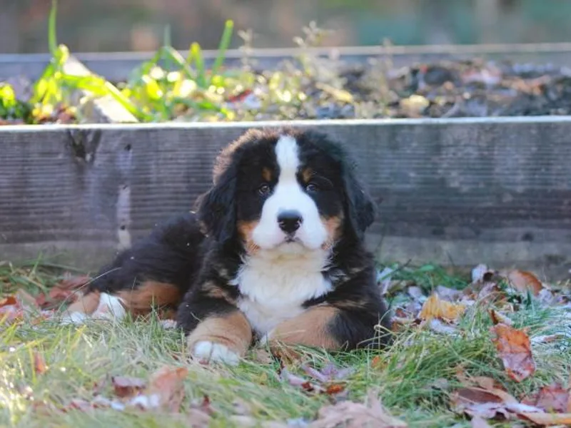 Deb Tully's Bernese Mountain Dogs