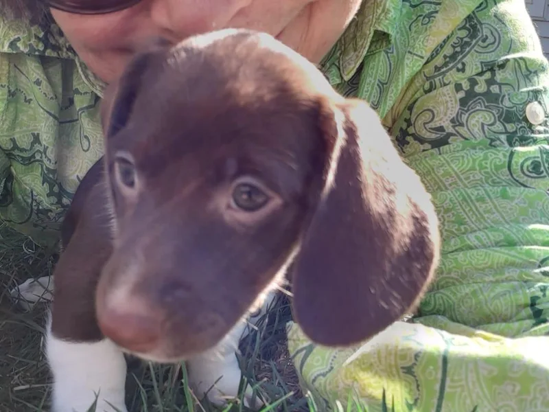 Deb Woodcook's Dachshunds