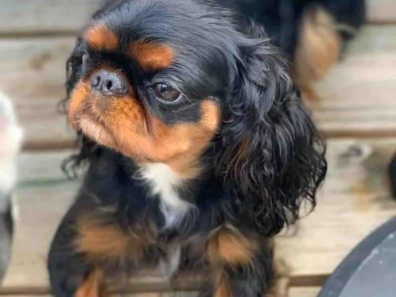 Debb's English Toy Spaniels photo 1