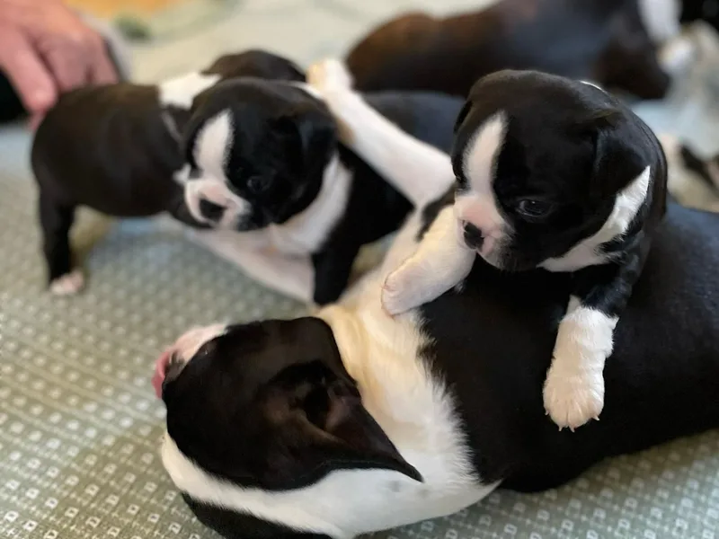 Debbie Coleman's Boston Terriers