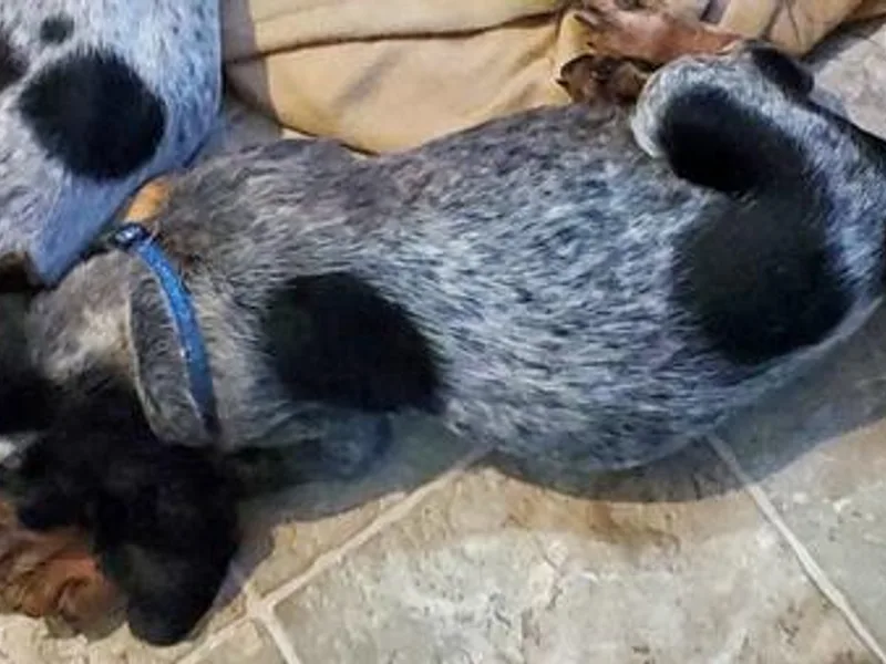 Debbie Fietzer's Bluetick Coonhounds photo 1