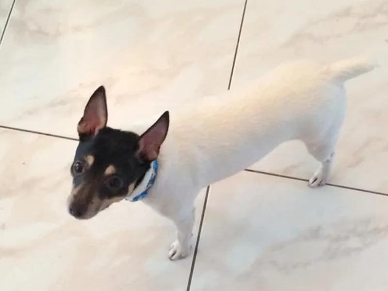 Debbie Hiles's Toy Fox Terriers