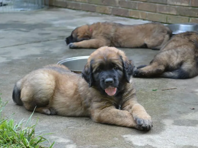 Debbie Leonard's Leonbergers