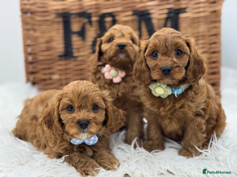 Debbie ⭐️⭐️⭐️⭐️⭐️ Licensed Breeder photo 1