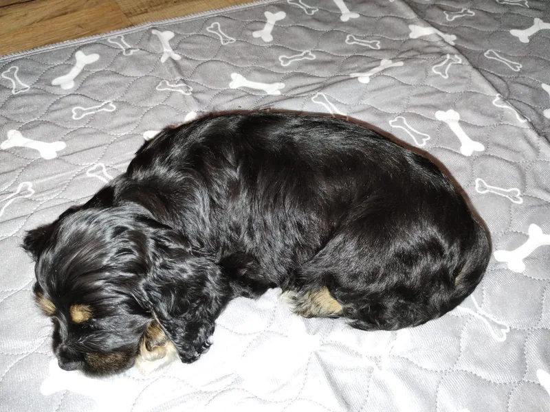 Debbie's Cocker Spaniels