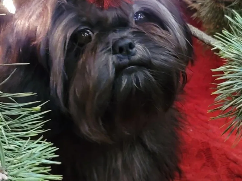 Debbie's Darling Shih Tzus