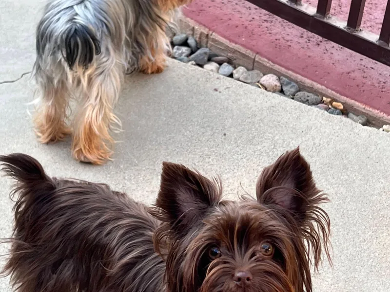 Debbie’s Little Yorkies
