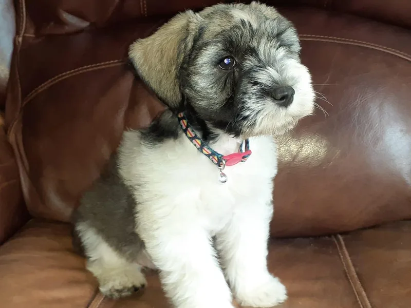 Debbie's Mini Schnauzer photo 1