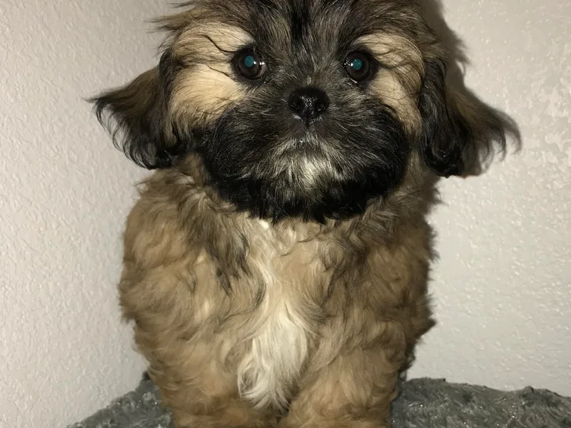 Debbie’s Precious Shih Tzu’s