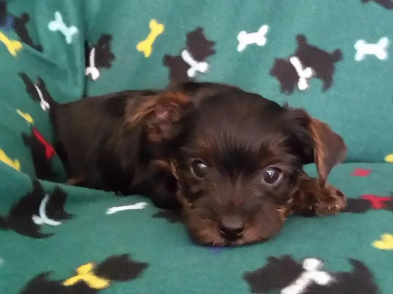 Debbie's Southern Yorkies