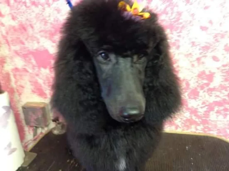 Debbie's Standard Poodle Angels