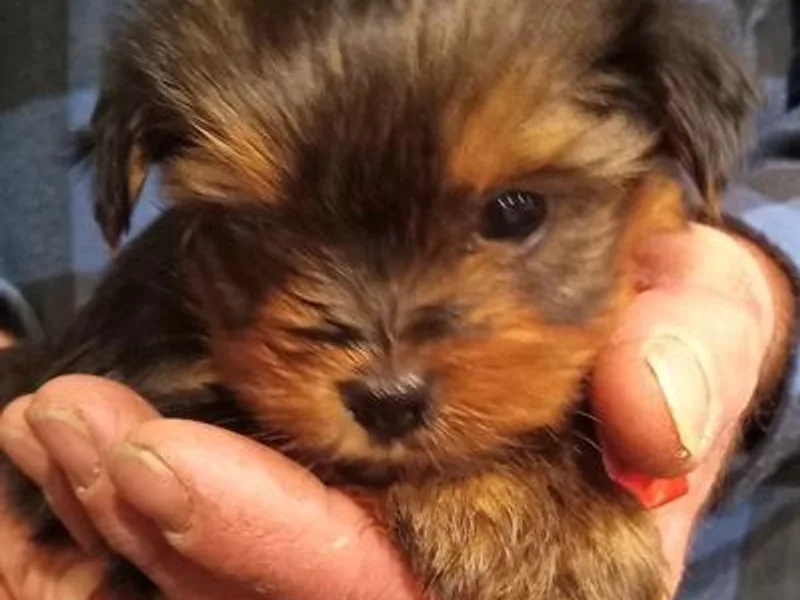 Debbie's Yorkies