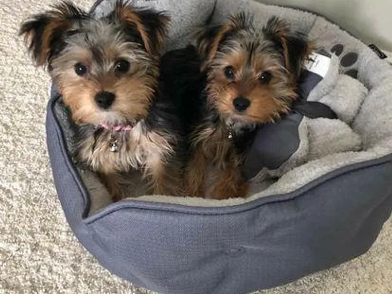 Debbie's Yorkies