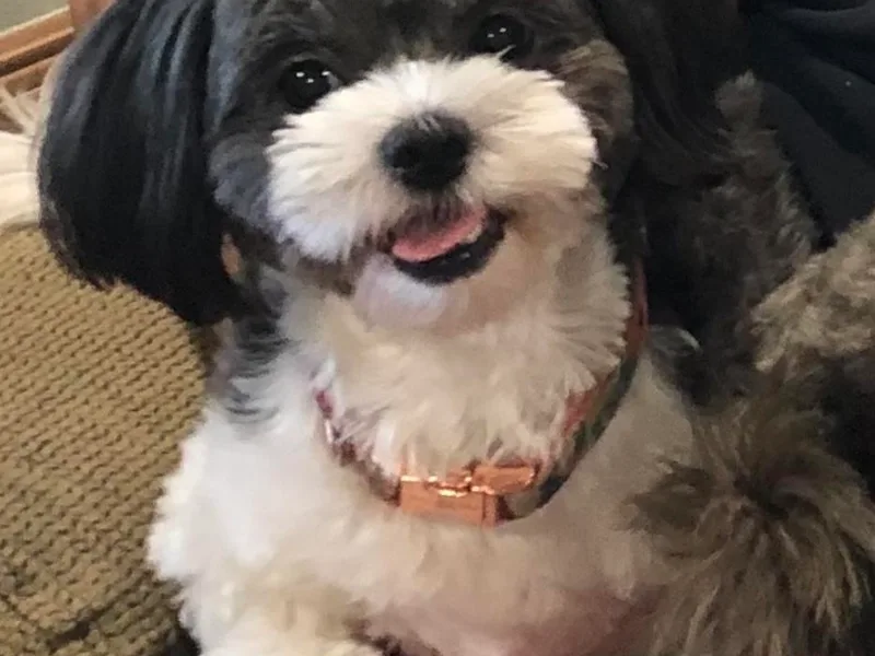 Debbie Woods' Shihpoos