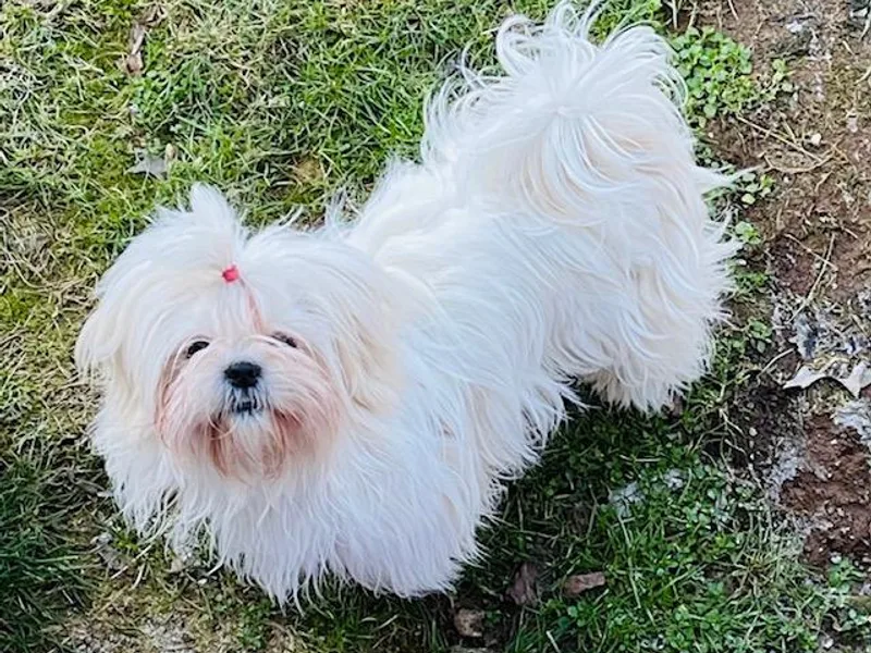 Debilyn’s Shih Tzu’s